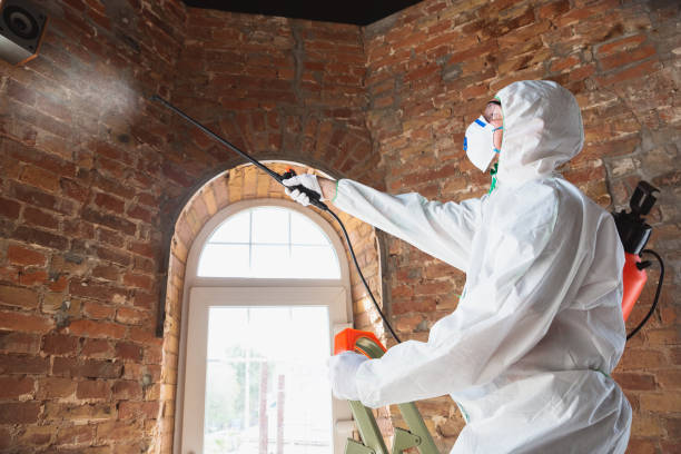 Reliable Sagamore, MA Mold Removal Solutions