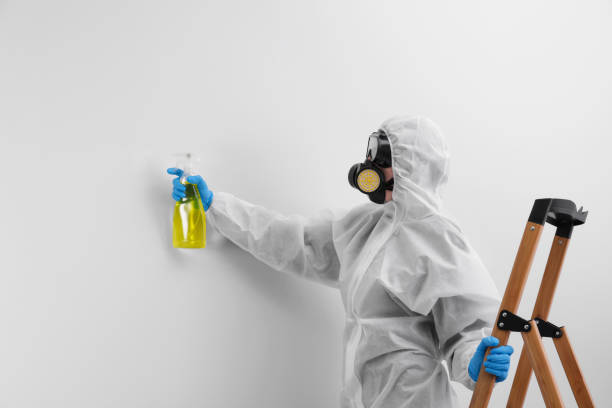 Best Environmental Consulting for Mold Prevention in Sagamore, MA