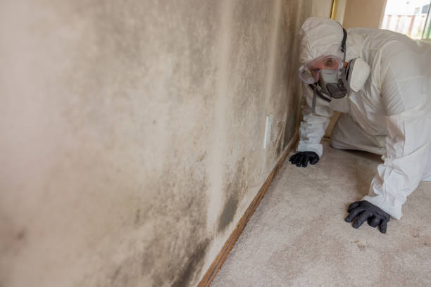 Why You Should Choose Our Mold Remediation Services in Sagamore, MA